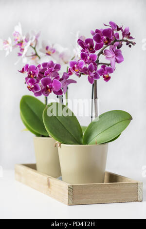 Violet décoratif et orchidées blanches dans des pots de fleurs vert, design d'intérieur Banque D'Images