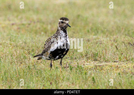 Pluvier doré européen (Pluvialis apricaria) adulte en plumage nuptial dans la zone en Islande Banque D'Images