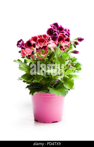 Pelargonium colorés de fleurs dans cache-pot isolated on white Banque D'Images