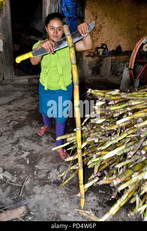 Décisions Guarapo- jus de canne dans Huachumo - El Carmen DE LA FRONTERA - Equateur - frontière Huancabamba. .Département de Piura au Pérou Banque D'Images