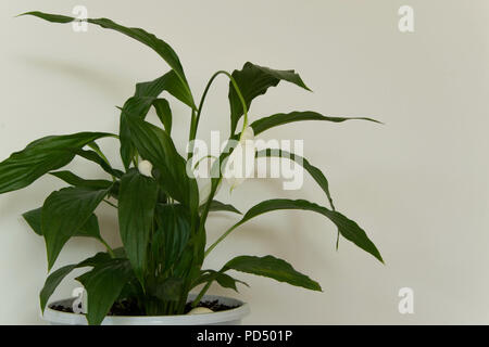 Spathiphyllum - plantes d'intérieur décorative isolé sur fond blanc Banque D'Images