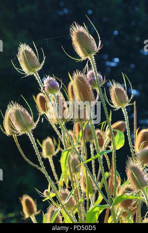 Les têtes florales Dipsacus fullonum cardère sauvage communément appelé ou cardère à foulon Banque D'Images