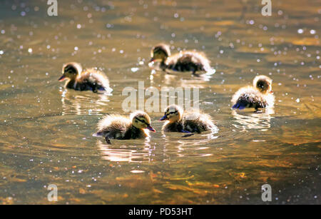 Drôle de petit canard flottant sur l'eau dans la journée de printemps ensoleillé coloré Banque D'Images