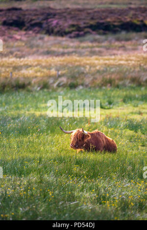 A Highland vache dans un pré, Mainland, Orkney Banque D'Images