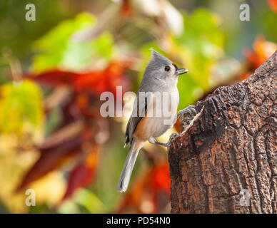 Mésange bicolore, Baeolophus bicolor, en Caroline du Nord en novembre. Banque D'Images