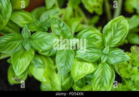 Close up de feuilles de l'herbe poussant dans un pot de basilic Banque D'Images