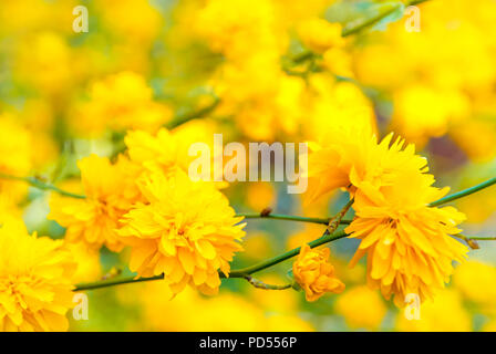 Fleurs jaunes sur l'arbuste (japonica pleniflora vexille) en fleur. Arrière-plan flou naturel avec focus sélectif. Banque D'Images