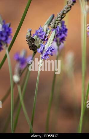 Fleur de lavande de fougères (lavandula multifida) Banque D'Images