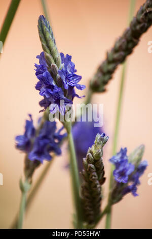 Fleur de lavande de fougères (lavandula multifida) Banque D'Images