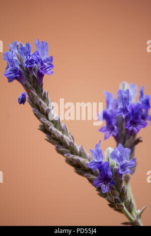 Fleur de lavande de fougères (lavandula multifida) sur fond rose Banque D'Images