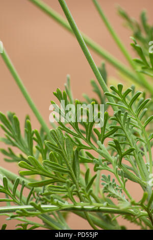 Feuilles de lavande de Fern (lavandula multifida) feuilles sur fond rose Banque D'Images