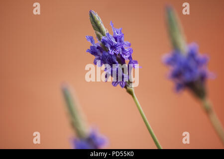 Fleur de lavande de fougères (lavandula multifida) Banque D'Images