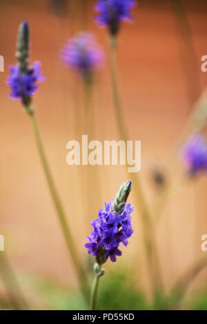 Fleur de lavande de fougères (lavandula multifida) Banque D'Images