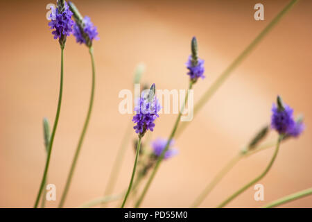 Fernleaf lavande (Lavandula multifida) flower Banque D'Images