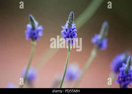 Fleur de lavande de fougères (lavandula multifida) Banque D'Images