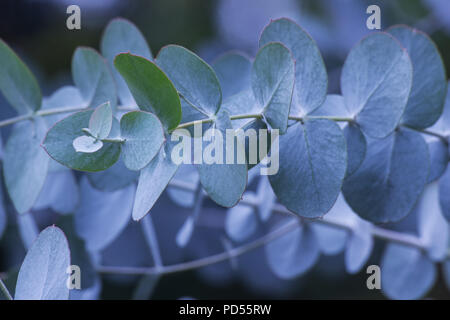 Les feuilles des arbres d'eucalyptus sur fond naturel Banque D'Images