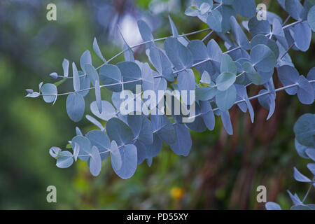 Les feuilles des arbres d'eucalyptus sur fond naturel Banque D'Images