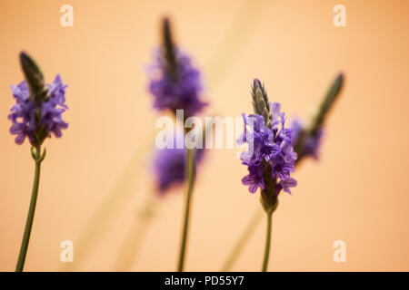 Fernleaf lavande (Lavandula multifida) flower Banque D'Images