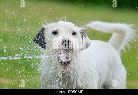 Jack Russell Terrier dog captures avec sa bouche ouverte d'un jet d'eau d'un tuyau de jardin et des boissons l'eau douce sur une chaude journée d'été Banque D'Images