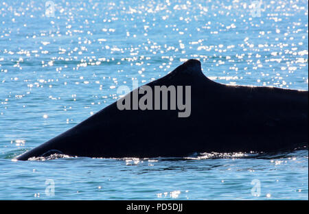 Silhouette d'une baleine à bosse dans l'eau de l'océan bleu, Juneau, Alaska Banque D'Images