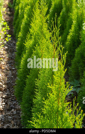 Thuja vert oriental décoration de Conifères plantes croissant sur les plantations en Pays-bas, petit sapin Banque D'Images