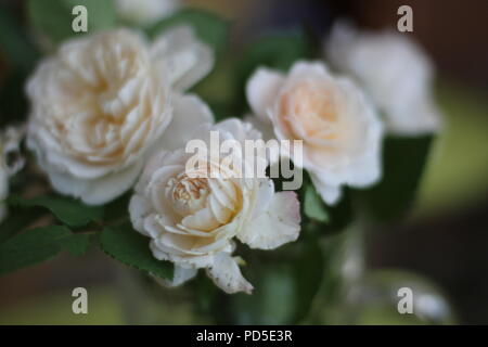 Vintage old fashioned roses sauvages Banque D'Images