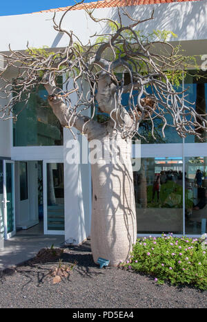 Un arbre mature Drumstick raifort Moringa oleifera huile arbre benzoil ben debout dans le Barcelo Castillo Beach Resort Jardin Caleta de Fuste Fuerte Banque D'Images