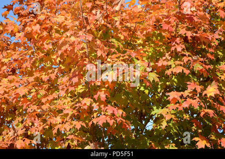 Feuille d'automne colorés Close Up d'érable avec de luxuriants feuillages feuilles multicolores saisonniers de la nature dynamique de couleurs en cours de saison d'automne en Caroline du Nord Banque D'Images