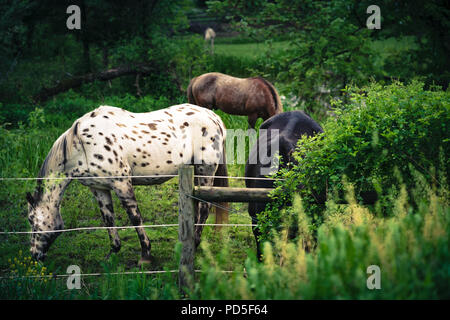 Spotted Horse trio boire par le lit de la rivière. Banque D'Images