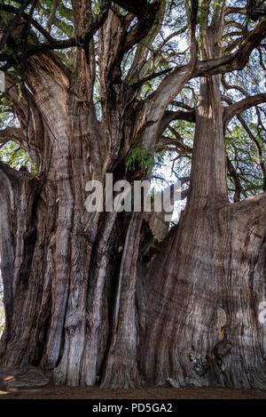 Arbre de Tule, situé dans l'enceinte de l'église dans le centre-ville de Santa María del Tule. C'est un cyprès de Montezuma (Taxodium mucronatum), ou ahuehuete. Banque D'Images