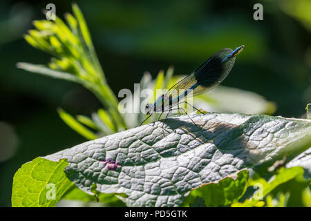 Demoiselle Demoiselle bagués (alopteryx splendens) mâle - c'est rapide et d'un battement en vol lorsque le 4 bandes sombres sur ses ailes deviennent visibles. Banque D'Images