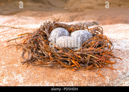 Nids d'oiseaux et d'œufs abstrait créé avec des algues et bladderrack river rocks Banque D'Images