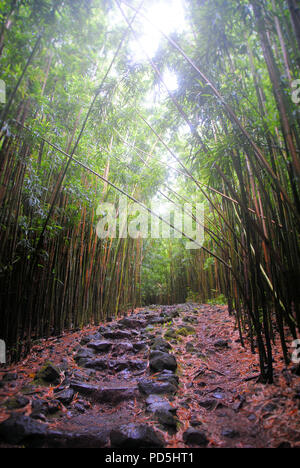 Un chemin dans une forêt humide de bambous, situé sur Pipiwai Trail, à l'intérieur de la réserve forestière de Kipahulu, Hana, Maui, Hawaii Banque D'Images