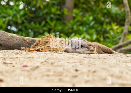 Un homme seul enduit lisse Otter repose sur une plage de mangrove tandis que la famille résidente est loin à l'arrière de holt natal prochaine génération de chiots, Singapour Banque D'Images