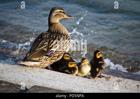 Canard colvert femelle et quatre canetons debout à côté de l'eau Banque D'Images