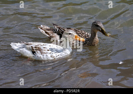 Canard colvert femelle (un Albino) natation sur le lac d'Idro, Italie Banque D'Images