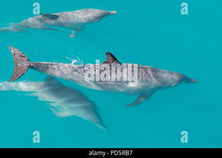 L'Australie, Australie occidentale, Kimberley Coast, Yampi Sound, l'archipel de Buccaneer. Groupe de grands dauphins de l'Indo-Pacifique (Tursiops aduncus) Banque D'Images