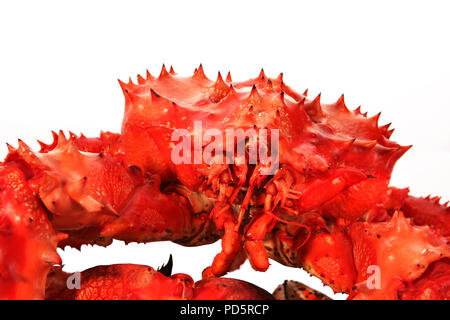 Gros crabe Kamchatka isolé sur fond blanc Banque D'Images