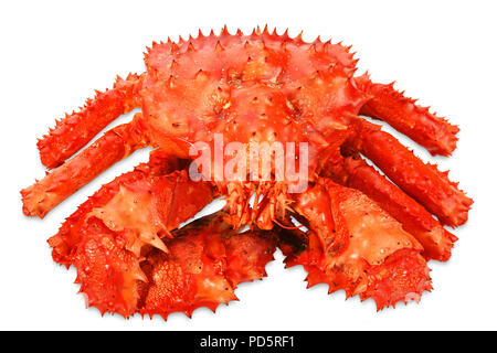 Gros crabe Kamchatka isolé sur fond blanc Banque D'Images