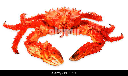 Gros crabe Kamchatka isolé sur fond blanc Banque D'Images
