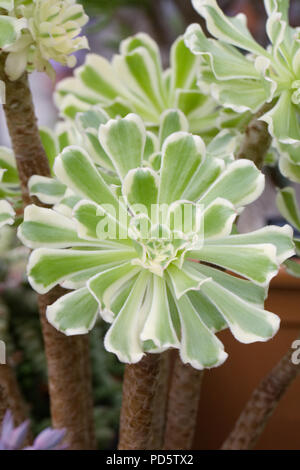 Aeonium arboreum variegatum. Banque D'Images