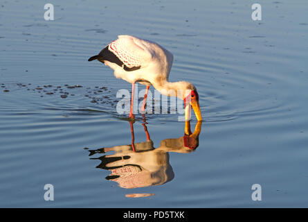 Yellow-billed Stork la chasse pour la nourriture Banque D'Images