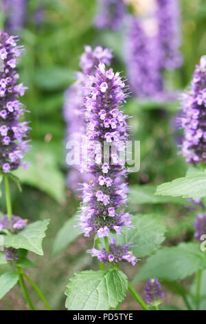 Agastache 'Blackadder' fleurs. Banque D'Images