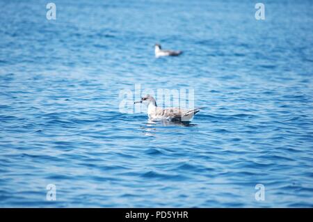 Nouvelle-Écosse - Un grand oiseau d'eau de mer nage dans l'océan Atlantique. Procellariidae, Ardenne gravis. Apparier. Banque D'Images