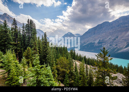 Le lac Peyto Banque D'Images