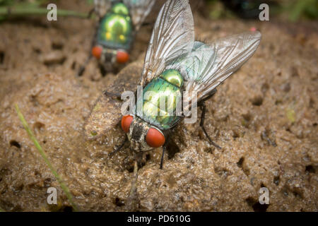 Bouteille verte mouches attirées à fox feaces. Banque D'Images