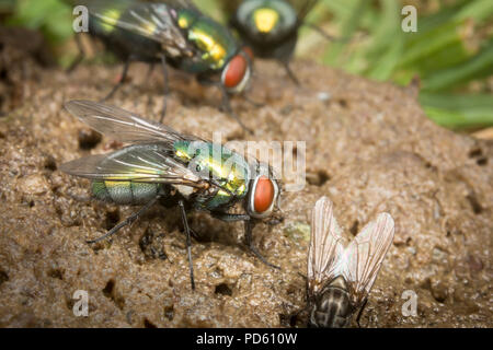 Bouteille verte mouches attirées à fox feaces. Banque D'Images