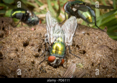 Bouteille verte mouches attirées à fox feaces. Banque D'Images