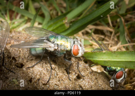 Bouteille verte mouches attirées à fox feaces. Banque D'Images