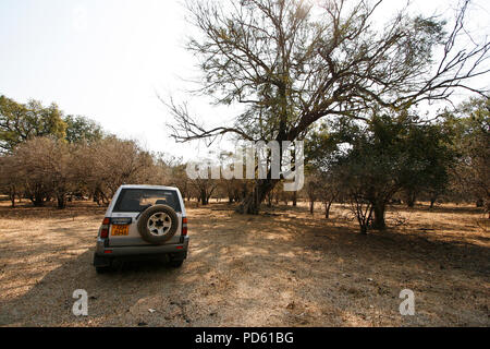 Mana Pools National Park, Zimbabwe Banque D'Images